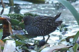 Image of Australian Crake