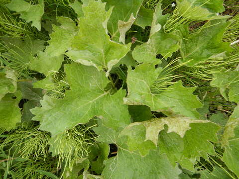 Petasites frigidus var. vitifolius (Greene) D. M. Cherniawsky的圖片