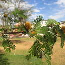 Image of Vachellia macracantha (Humb. & Bonpl. ex Willd.) Seigler & Ebinger