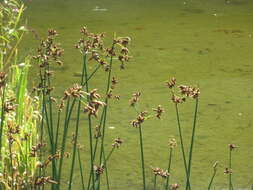 Image of lakeshore bulrush