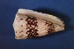 Image of Conus vidua Reeve 1843