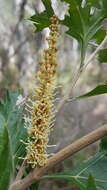 Image of Grevillea ramosissima Meissn.