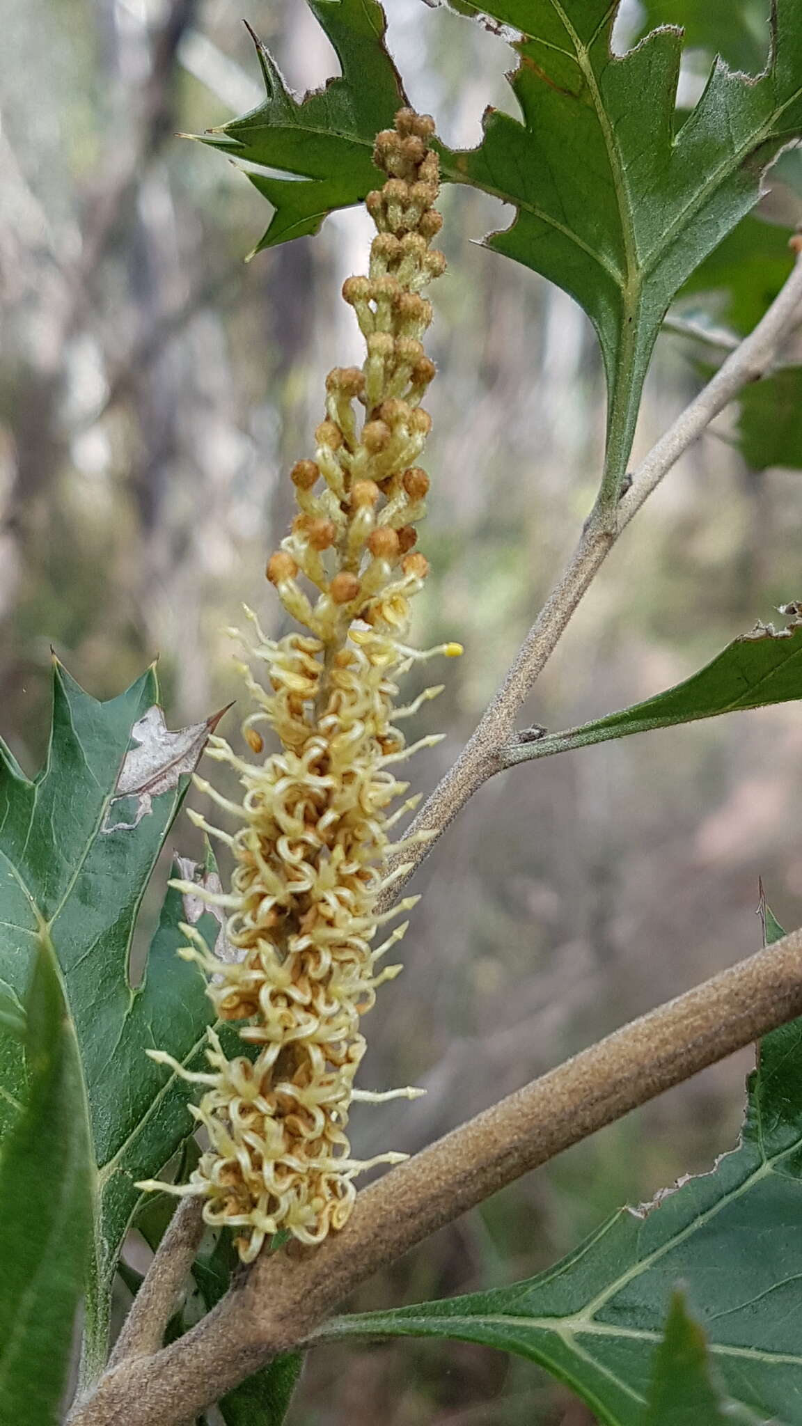 Image of Grevillea ramosissima Meissn.