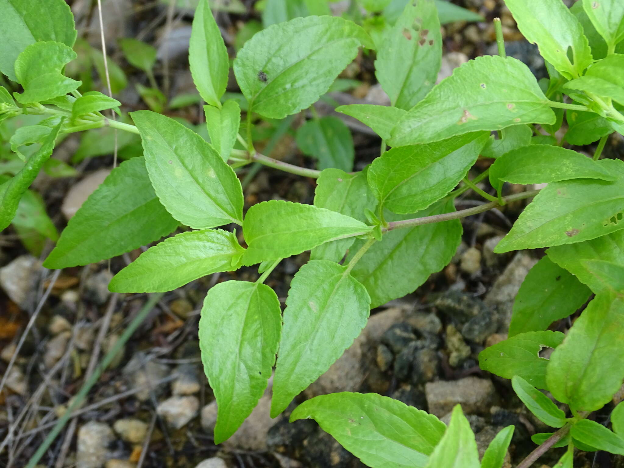 Plancia ëd Ageratum gaumeri B. L. Rob.