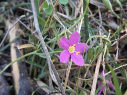 Zeltnera calycosa (Buckley) G. Mansion resmi