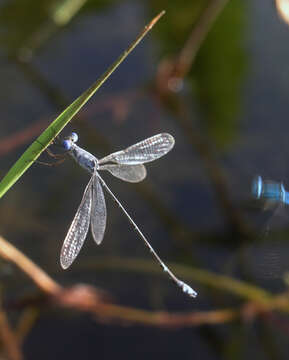 Image de Lestes praemorsus Hagen ex Selys 1862