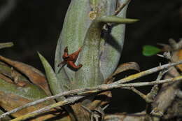 Imagem de Tillandsia paucifolia Baker