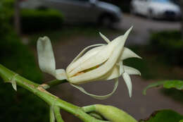 Image of Magnolia alba (DC.) Figlar