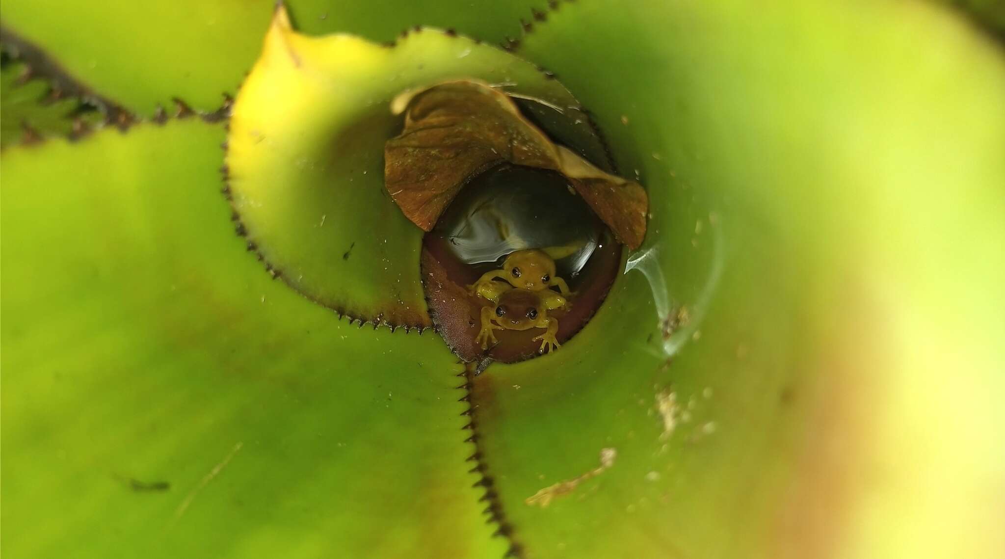 Image of Phyllodytes edelmoi Peixoto, Caramaschi & Freire 2003