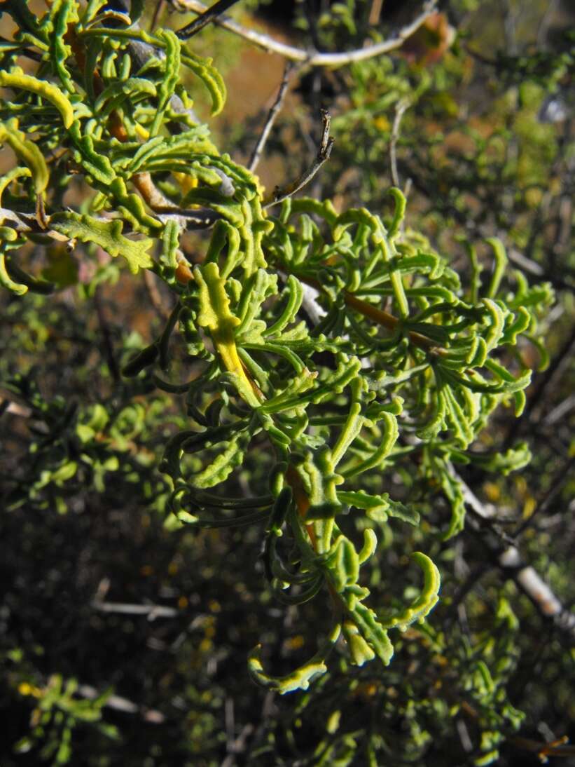 Imagem de Salvia namaensis Schinz