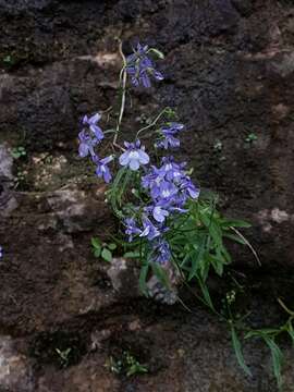 Imagem de Lobelia kalmii L.