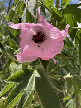 Hibiscus splendens Fras. ex R. Grah.的圖片