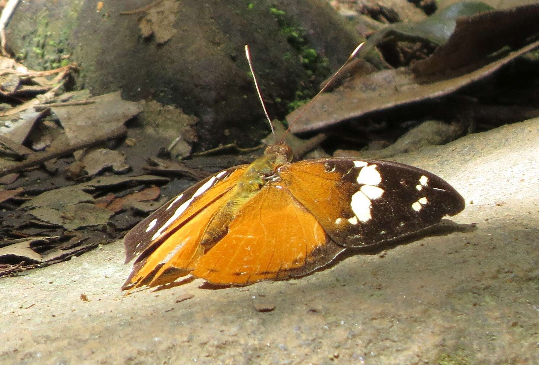 Image of Aterica rabena Boisduval 1833