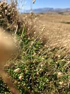 Image of Hearst Ranch buckbrush