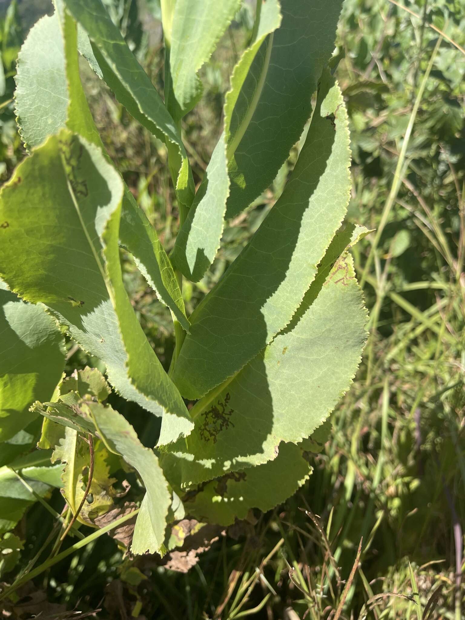 Image of <i>Senecio isatidioides</i>