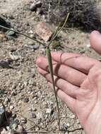 Image de Eriogonum deflexum var. baratum (Elmer) Reveal