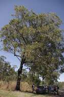 Image of northern gray ironbark