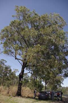 Image of northern gray ironbark