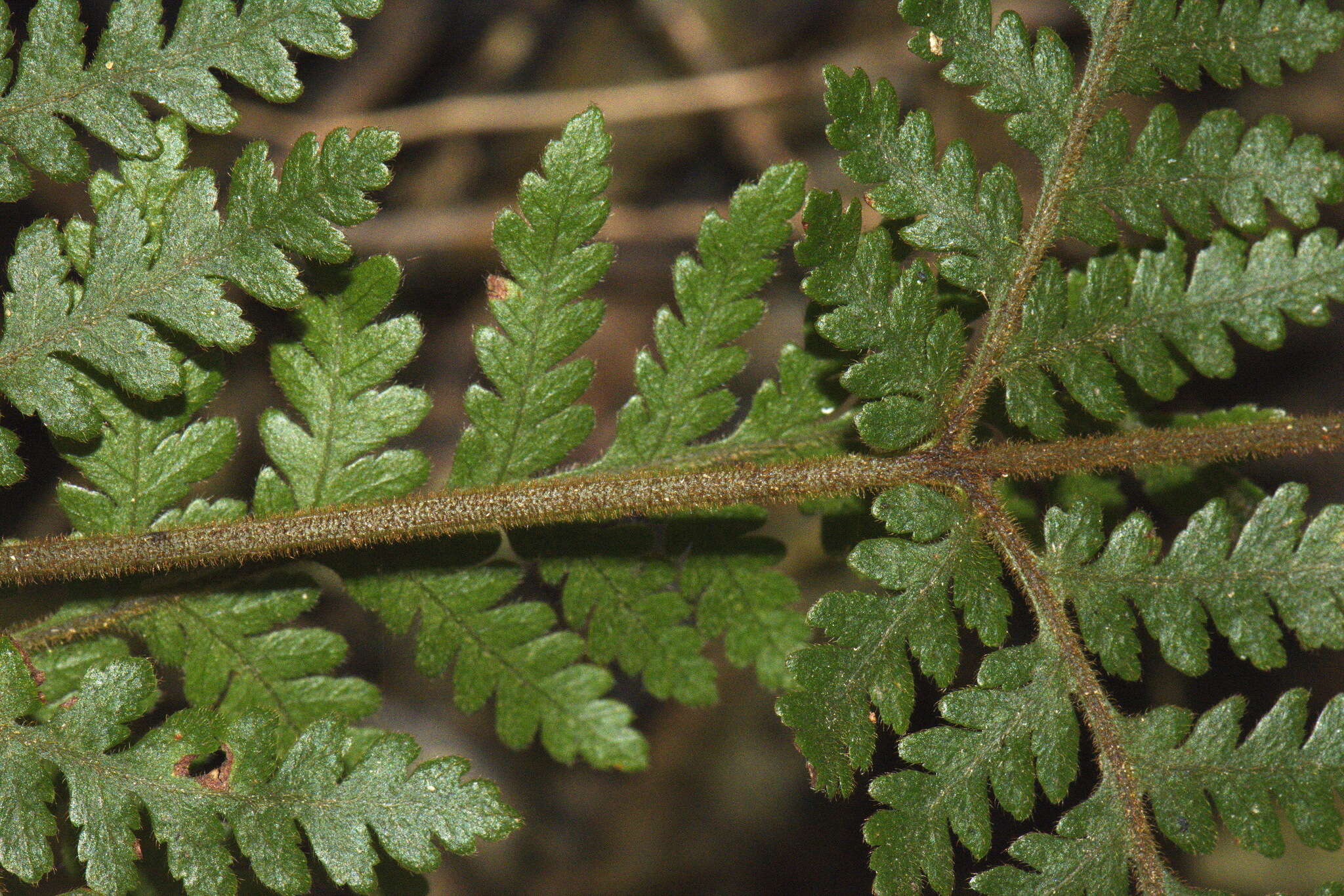 Image of Lastreopsis velutina (A. Rich.) Tindale