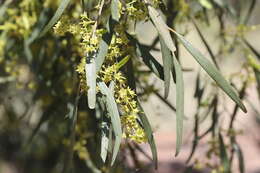 Image of Ventilago viminalis Hook.