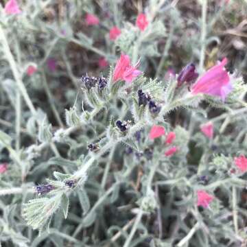 صورة Echium angustifolium subsp. angustifolium