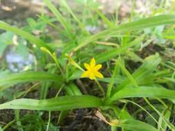 Image of Hypoxis potosina Brackett