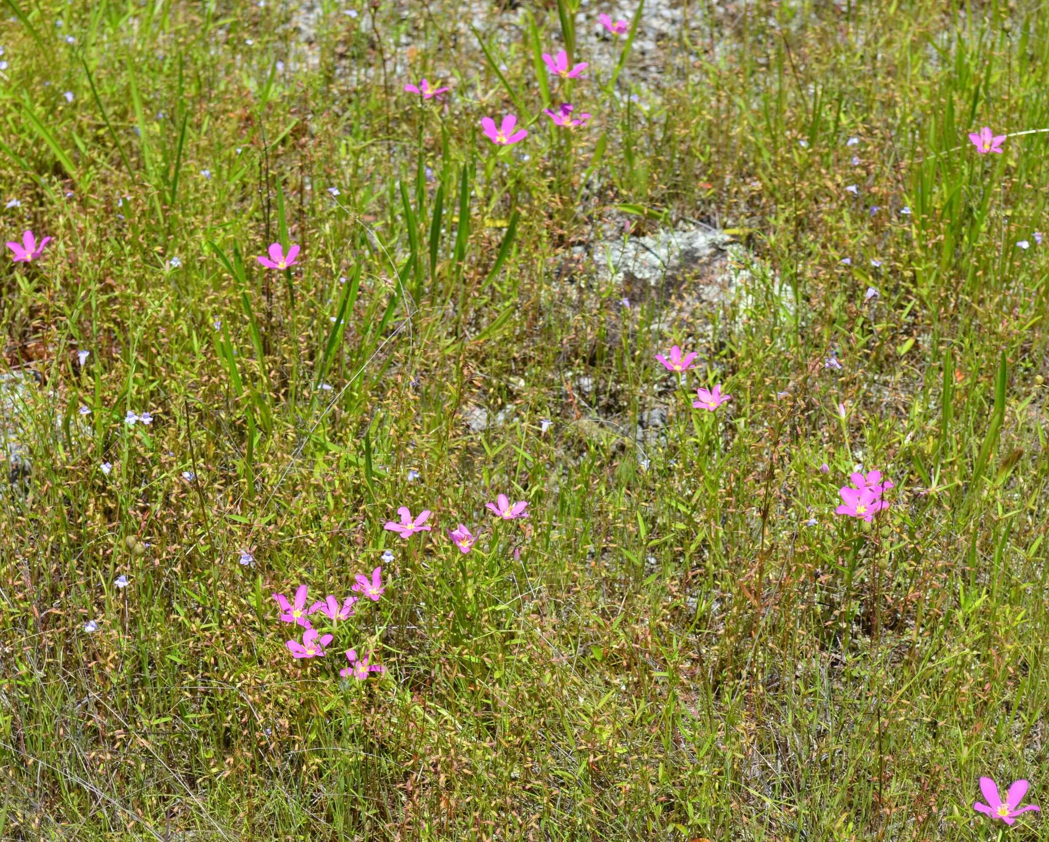 Image of Sabatia arkansana J. S. Pringle & Witsell