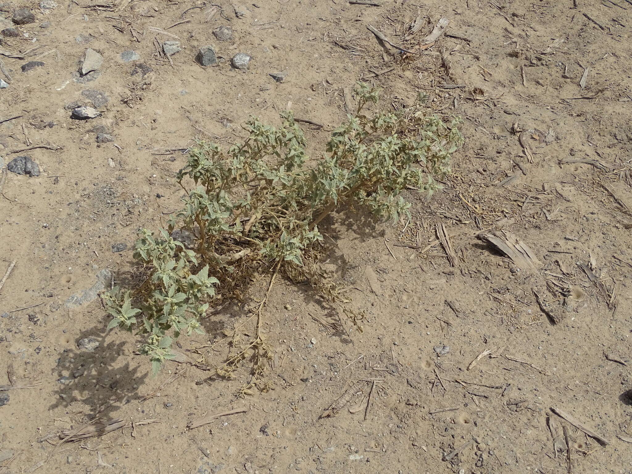 Image of Chrozophora oblongifolia (Delile) A. Juss. ex Spreng.