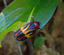 Image of Tomaspis furcata (Germar 1821)