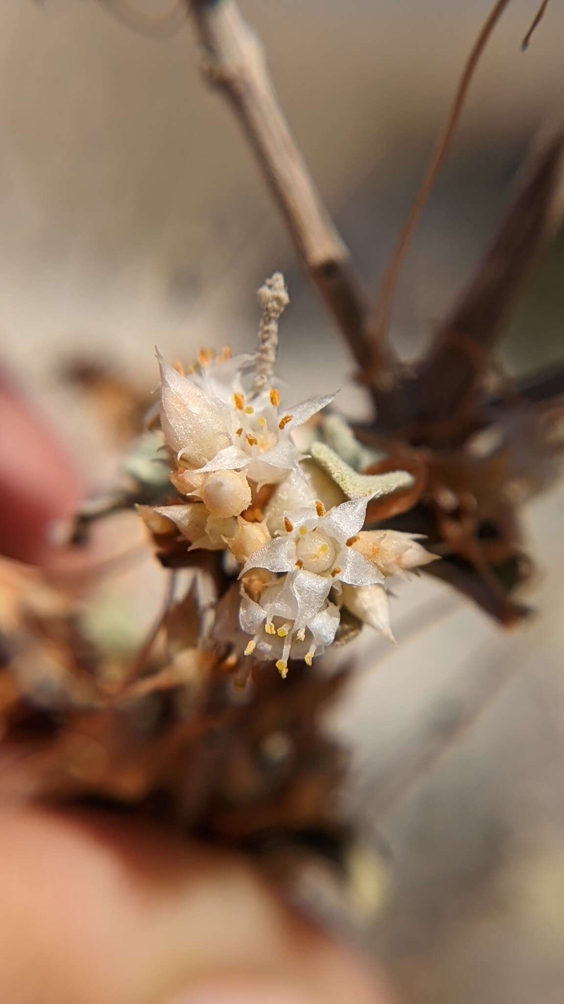 Image of chaparral dodder