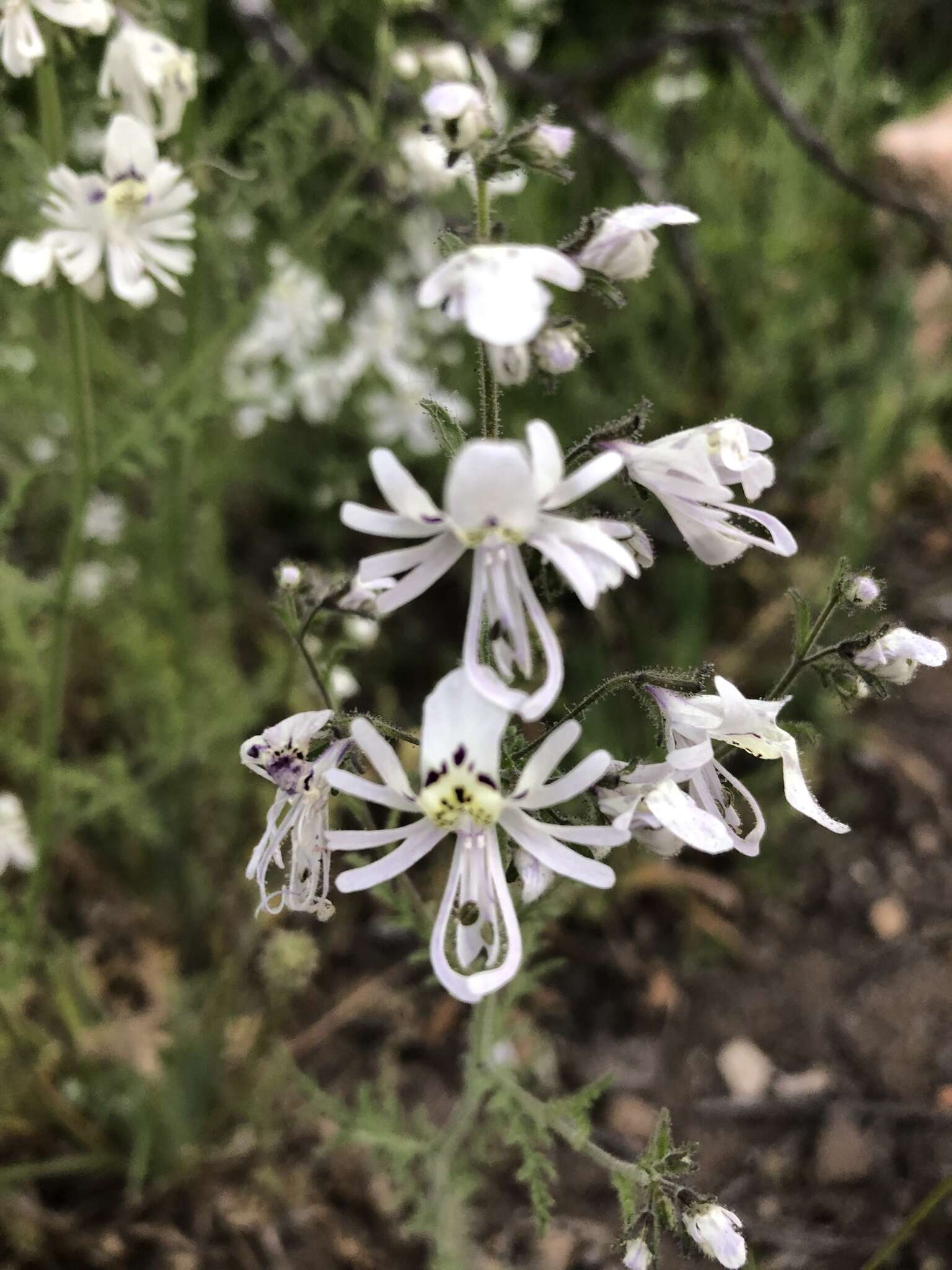 Imagem de Schizanthus pinnatus Ruiz & Pavón