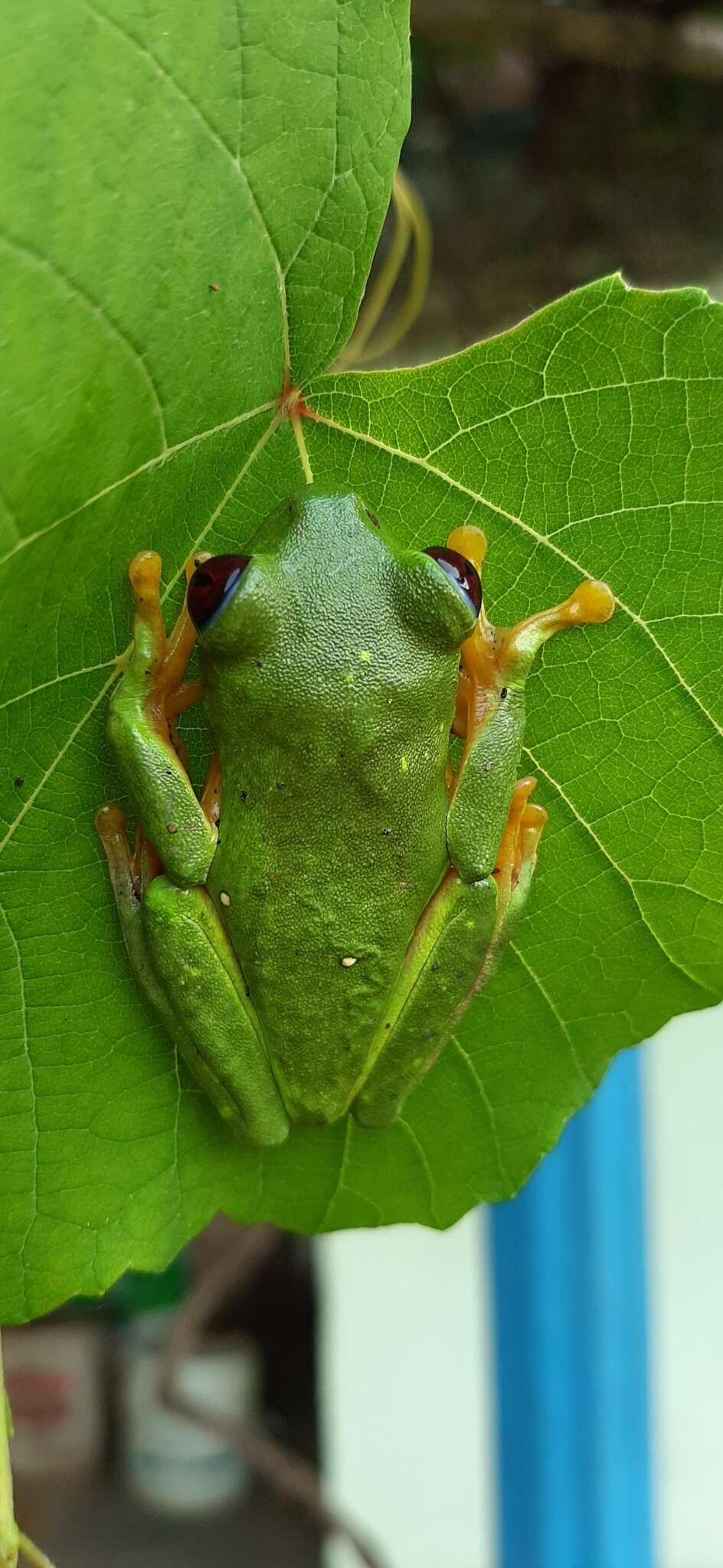 Image of Agalychnis terranova Rivera-Correa, Duarte-Cubides, Rueda-Almonacid & Daza-R. 2013