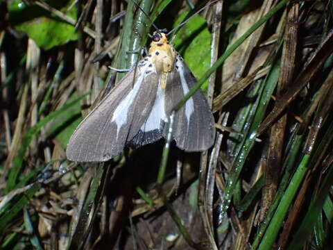 Image of Asota heliconia philippina