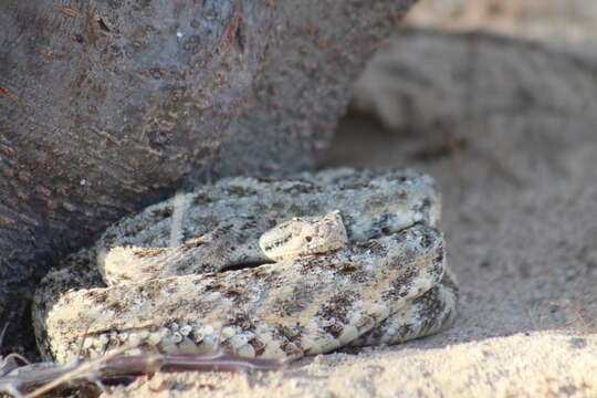 Image of Speckled Rattlesnake