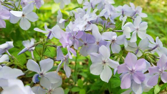 Imagem de Phlox divaricata subsp. laphamii (Alph. Wood) Wherry