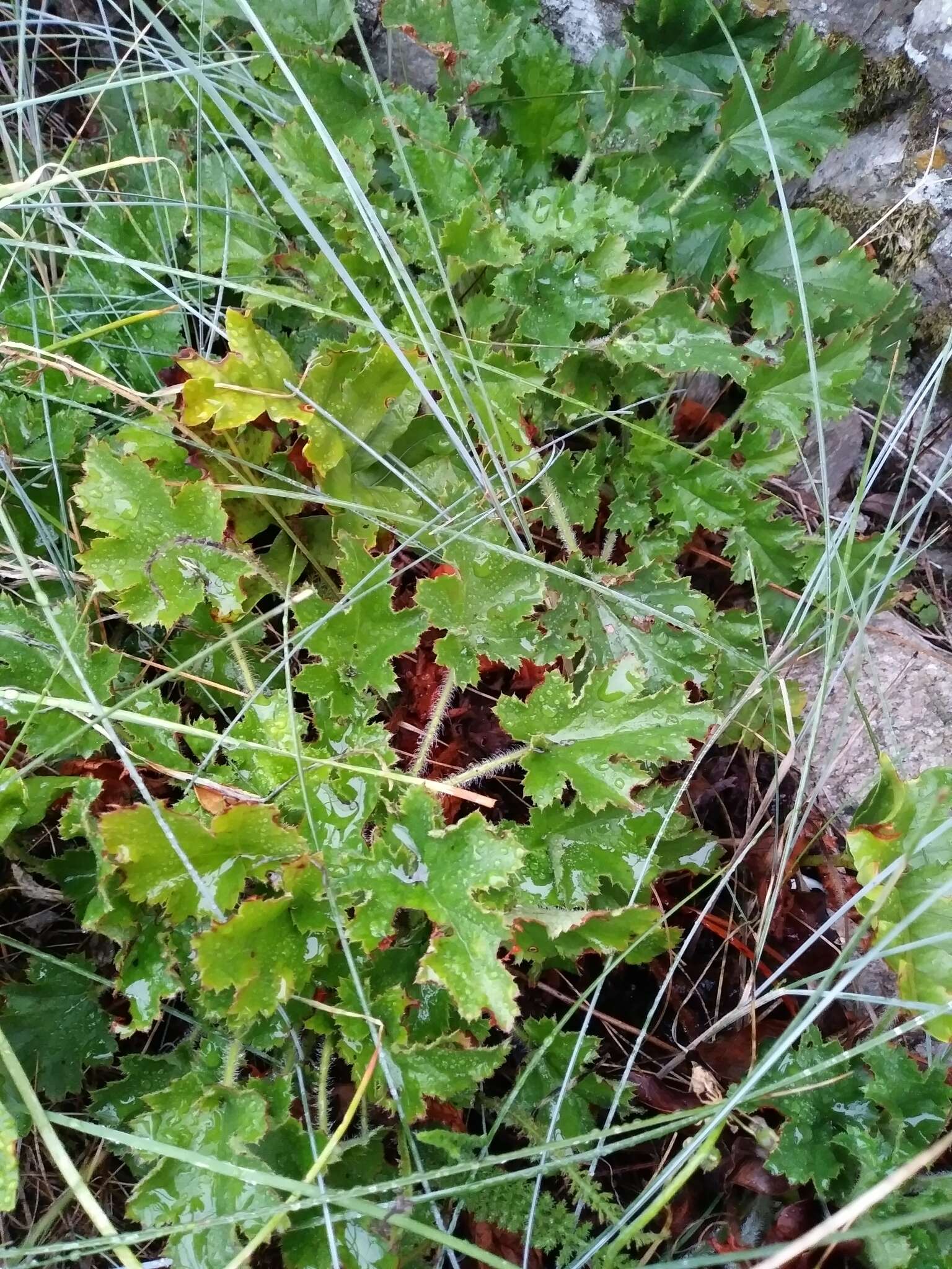 Image of crevice alumroot