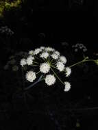 Image of western water hemlock