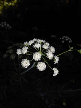 صورة Cicuta douglasii (DC.) Coult. & Rose