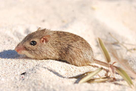 Image of spiny pocket mouse