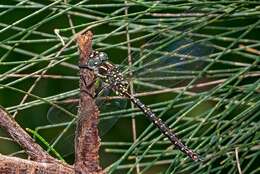 Image of Spinaeschna tripunctata (Martin 1901)