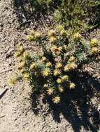 Image of Phylica plumosa var. plumosa