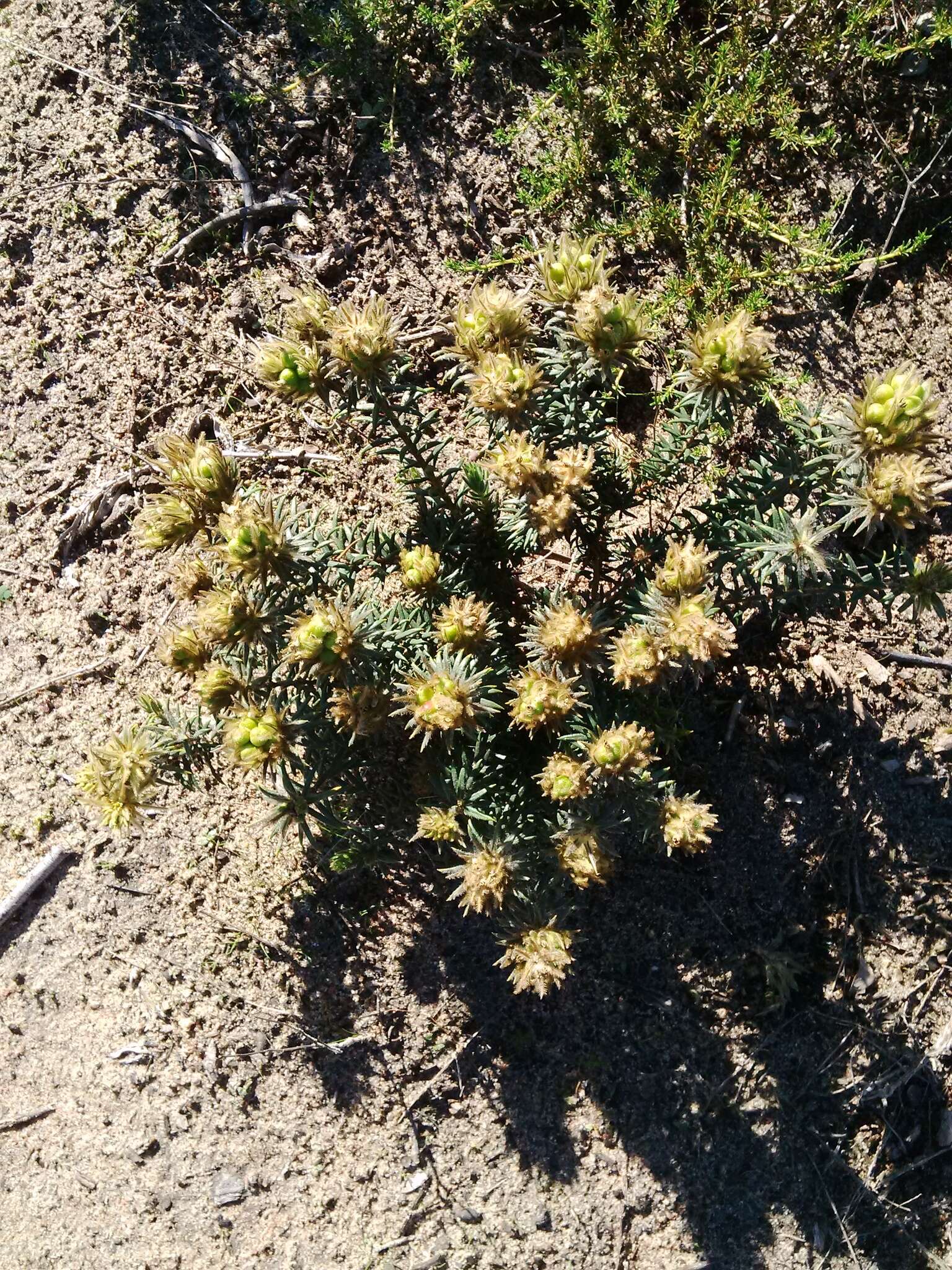 Image of Phylica plumosa var. plumosa