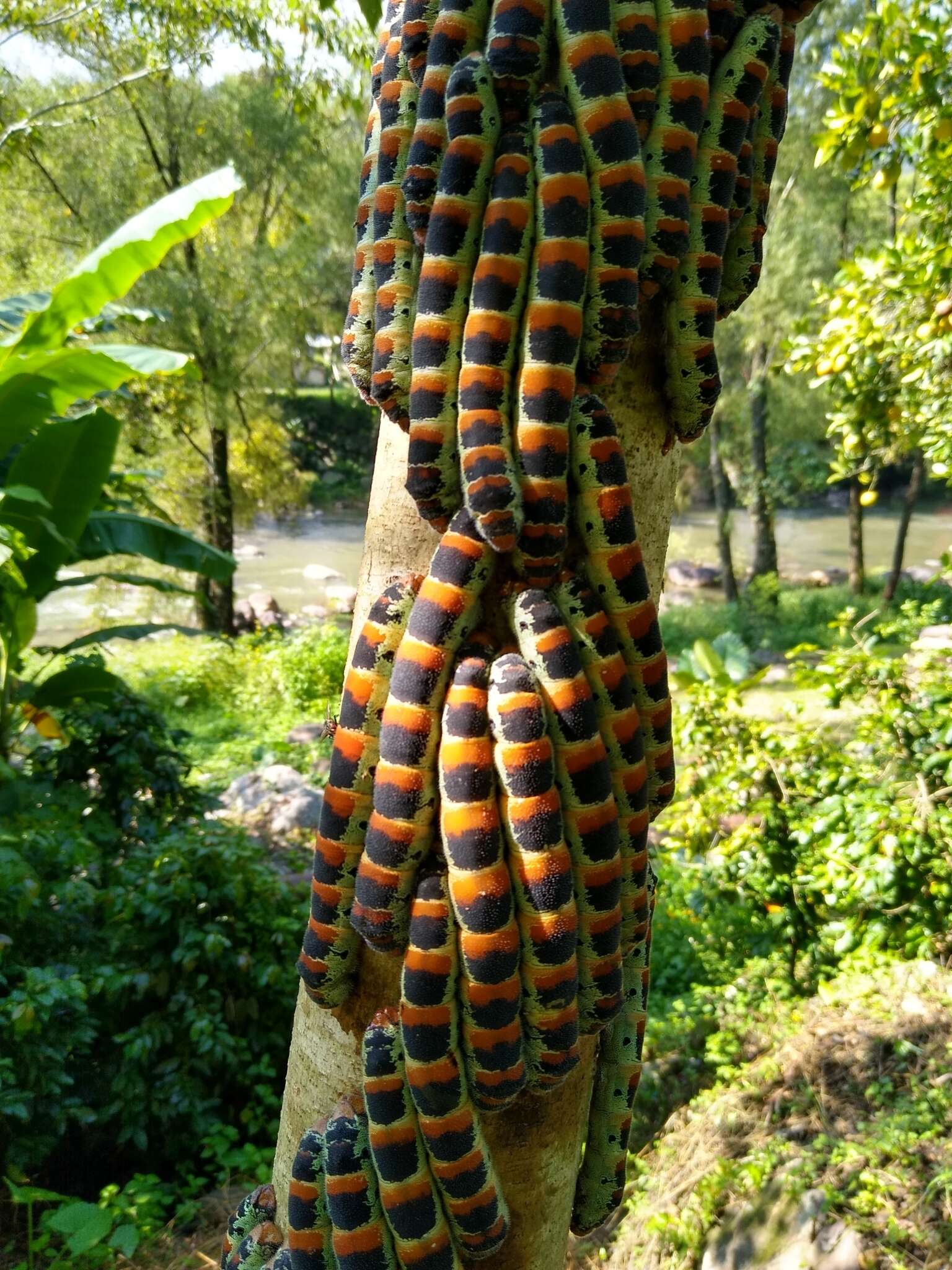 Image of Giant Silk Moth