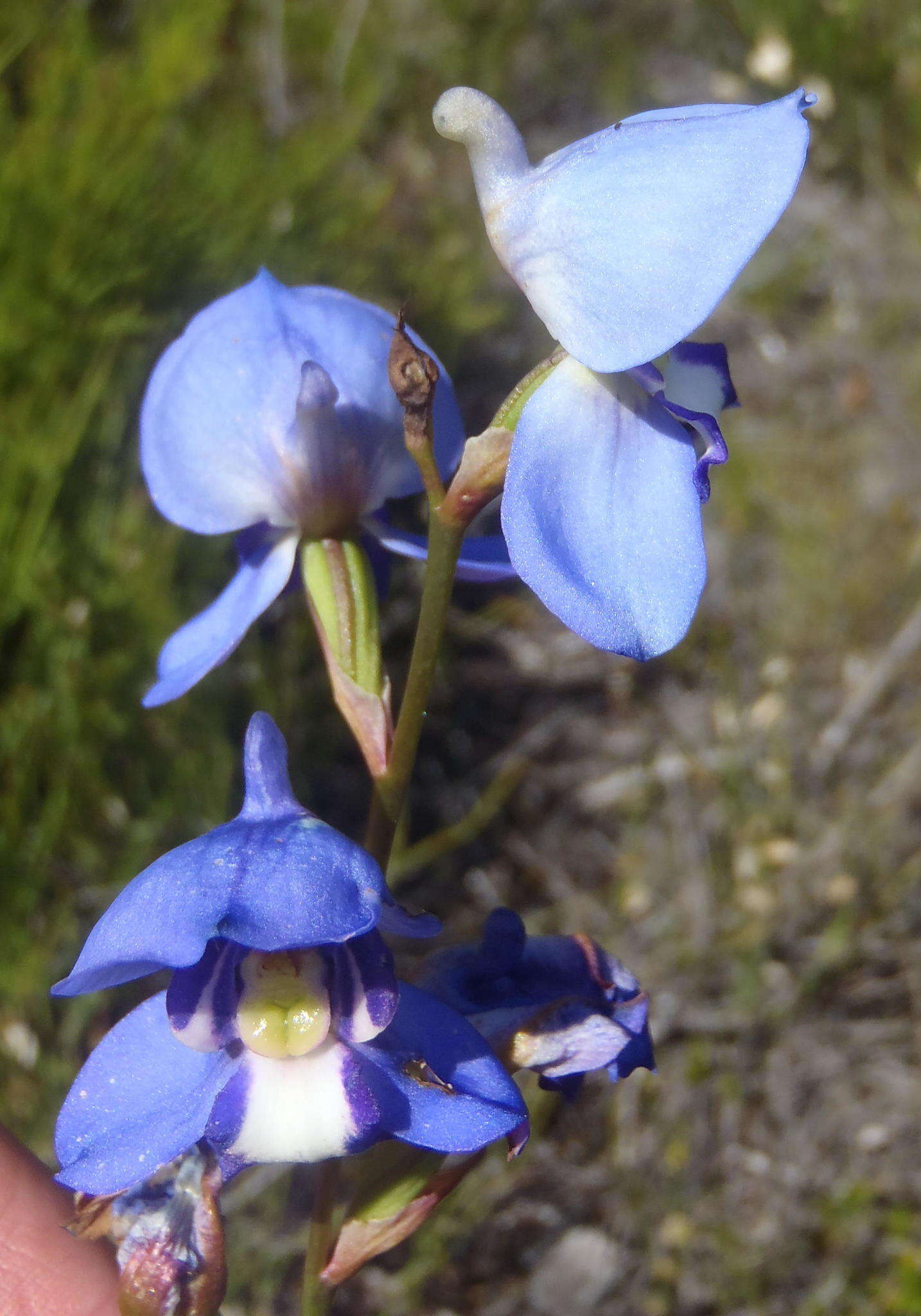 Disa graminifolia Ker Gawl. ex Spreng. resmi