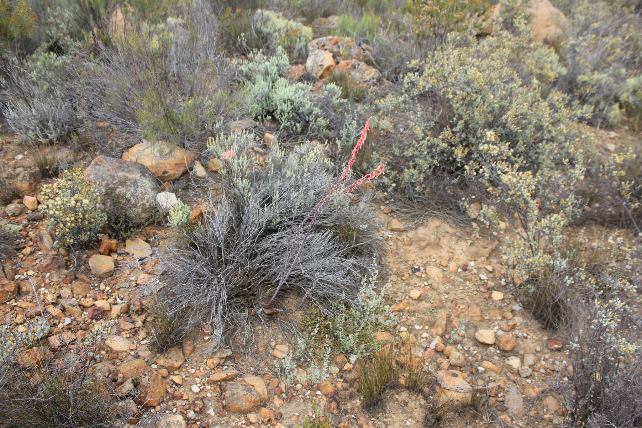 Image of Gasteria brachyphylla var. brachyphylla