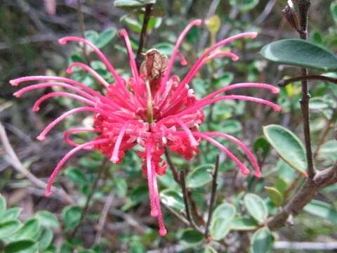 Image of Grevillea speciosa (Knight) Mc Gill.