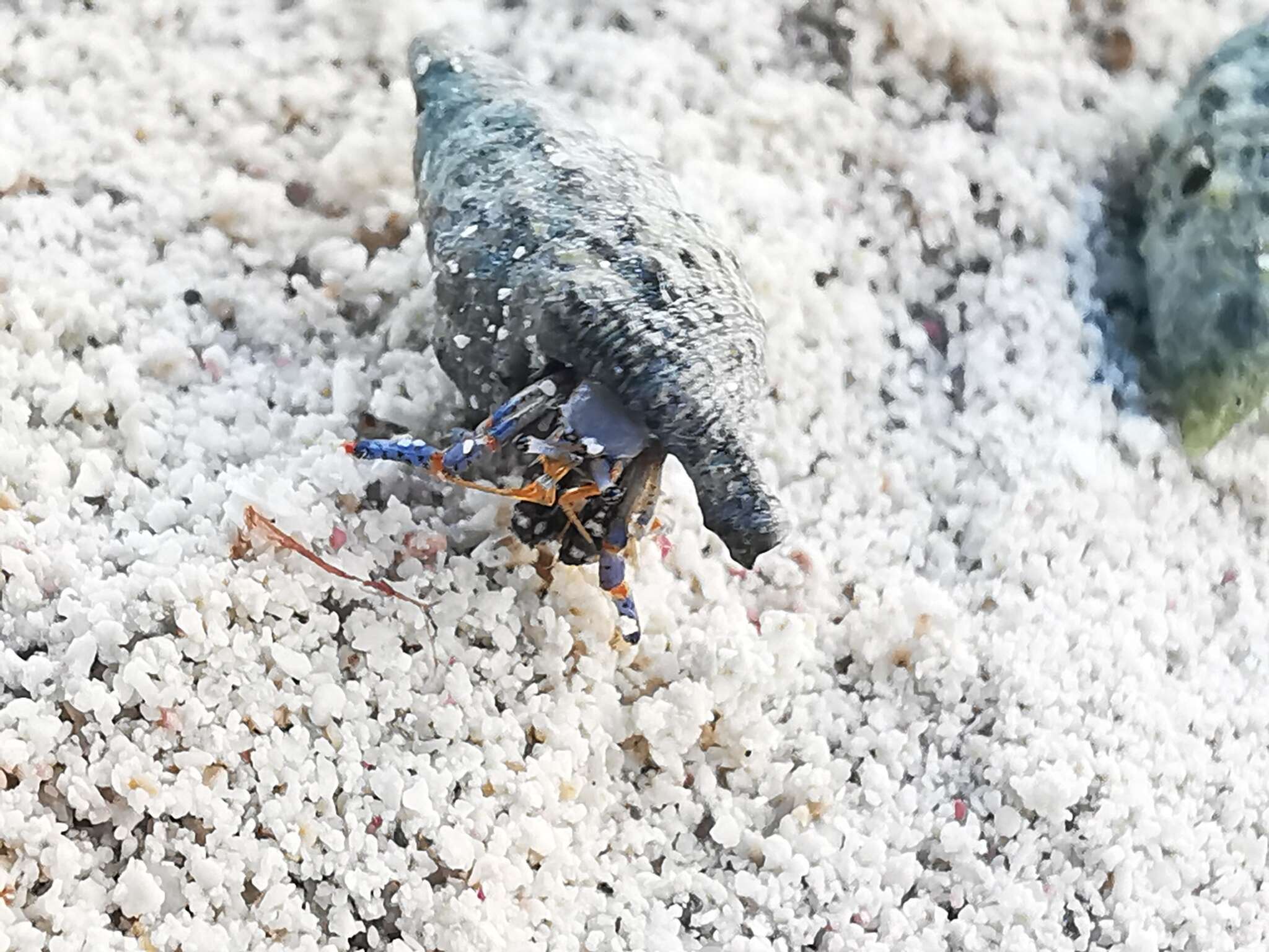 Image of blue-legged hermit crab