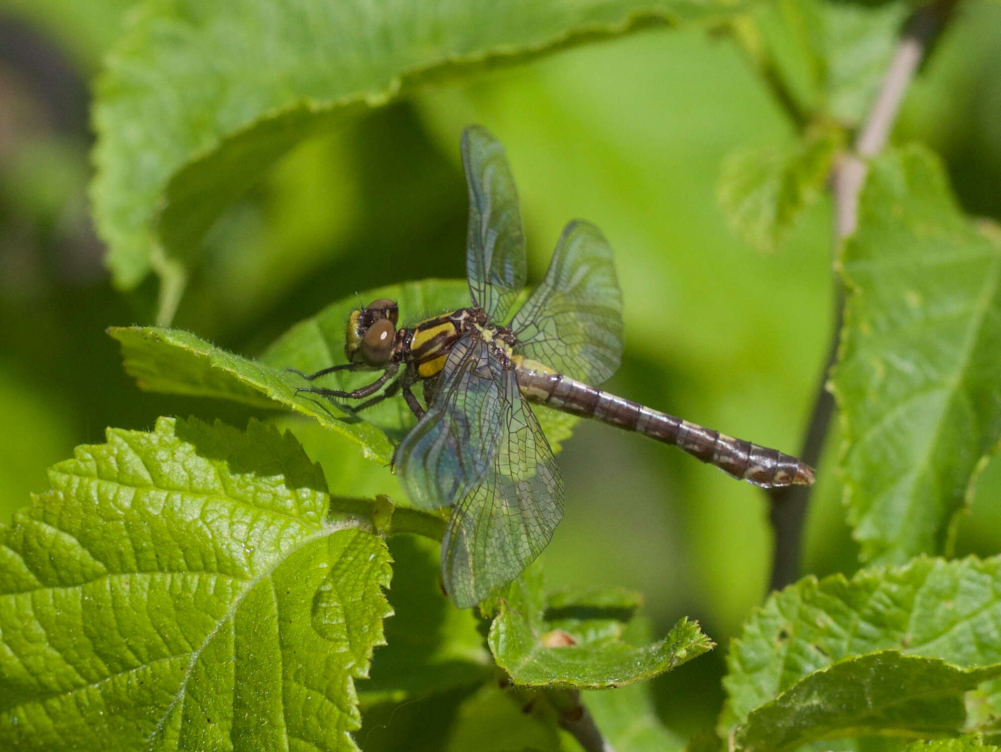 Imagem de Ophiogomphus howei Bromley 1924