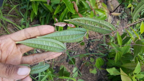 Image of Dioscorea analalavensis Jum. & H. Perrier