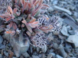 Image de Myosotis traversii var. cantabrica L. B. Moore